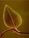 Blatt IMG0024_BildgrÃ¶ÃŸe Ã¤ndern